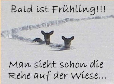 Rehe.JPG