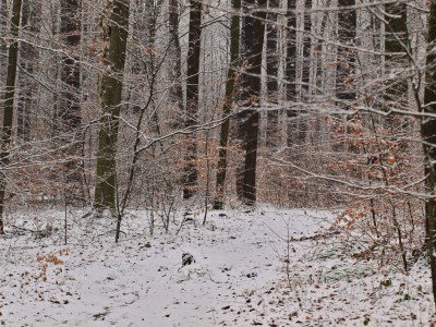 Winterwald 10.jpg