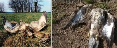 toter Greifvogel.JPG