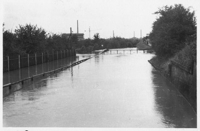 HW 1954.jpg