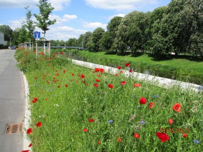 Ufer-Blumen_4620.jpeg