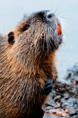 nutria3.jpg