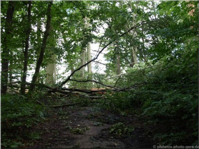©Unwetter-Stadtwald 11.jpg