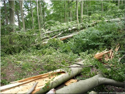 ©Unwetter-Stadtwald 14.jpg