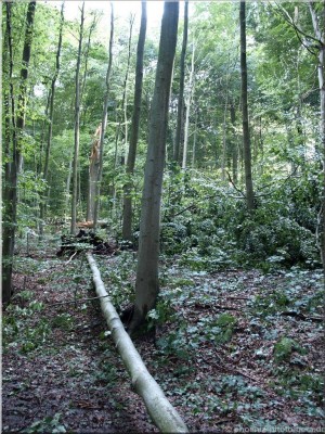 ©Unwetter-Stadtwald 20.jpg