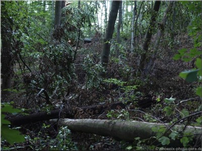 ©Unwetter-Stadtwald 24.jpg