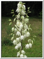 yucca.JPG