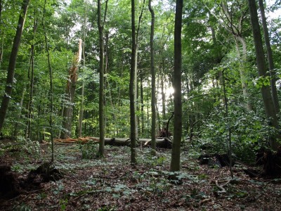 Unwetter-Stadtwald 21.jpg